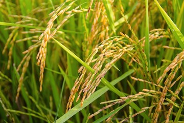 cigarrinha-do-arroz