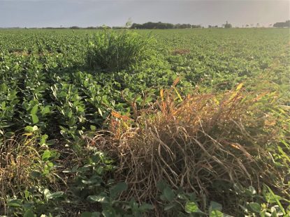 Sorgo de alepo