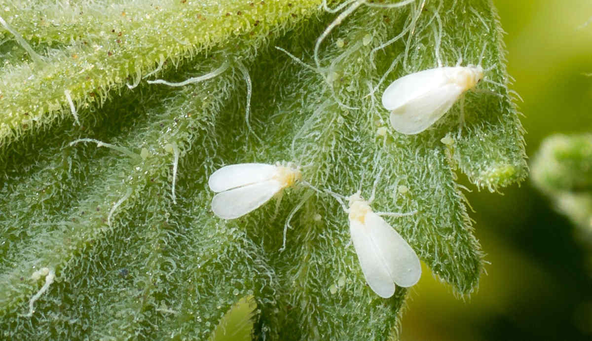 Estudo revela impacto de plantas hospedeiras no desenvolvimento da